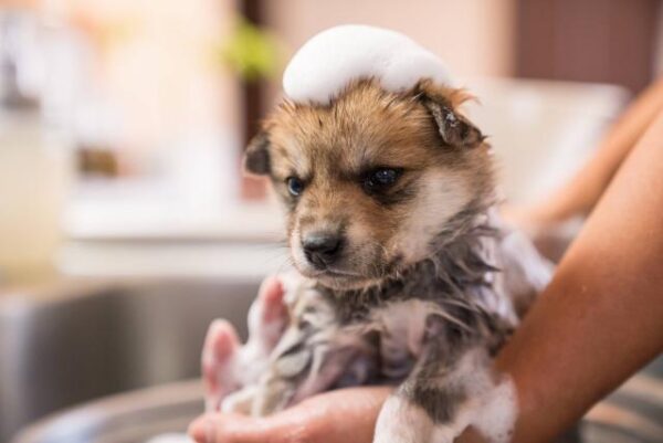 Shampoo Bobby -CACHORROS- 330ml - Imagen 2
