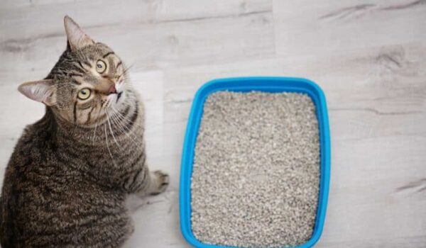 Arena -100%natural- para gatos - Imagen 2