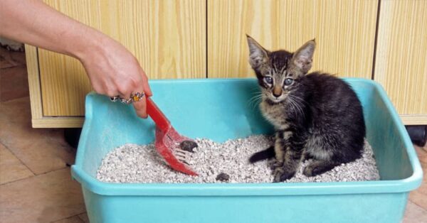 Arena -100%natural- para gatos - Imagen 3