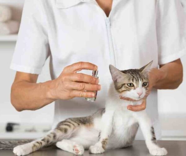 Colonia PET CARE para mascotas aroma a vainilla 175ml - Imagen 2