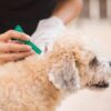 Pipeta Fiproler -ANTIPULGAS Y GARRAPATAS- perros de 2-10kg - Imagen 2